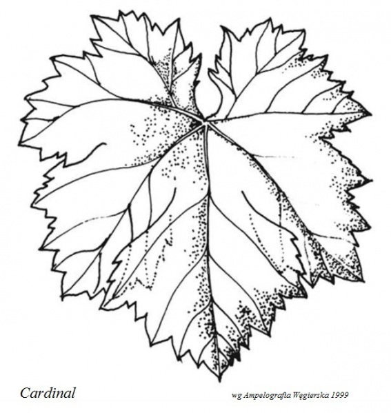 Plik:Cardinal - profil liścia.jpg