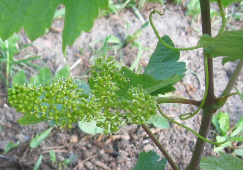 Plik:Zweigelt-kw.jpg