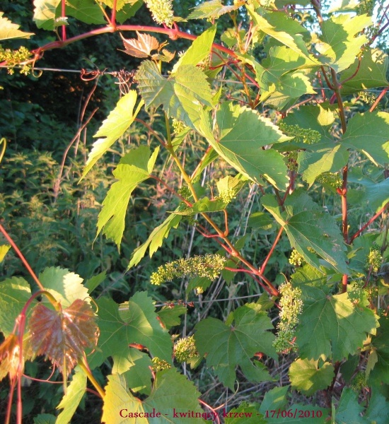 Plik:Cascade-kw.jpg