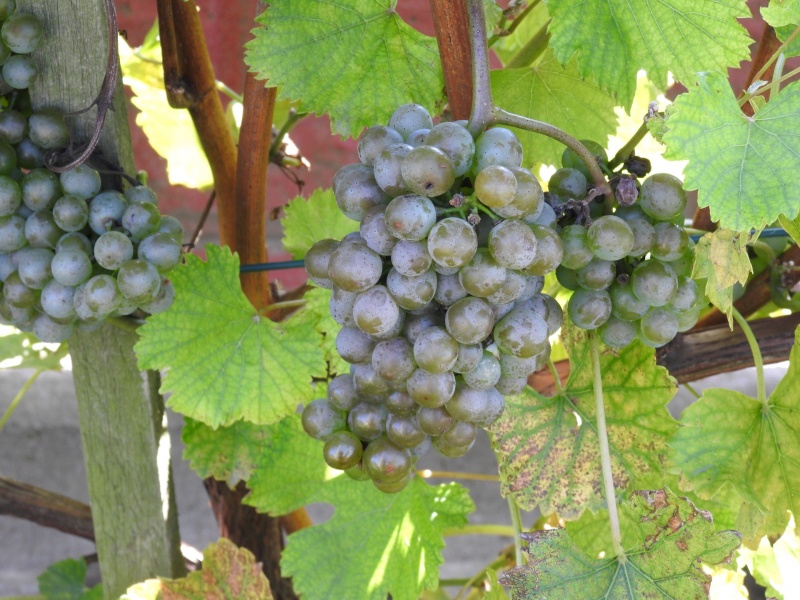 Plik:Sauvignon Maris - grona.jpg