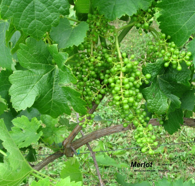 Plik:Merlot groszek.JPG