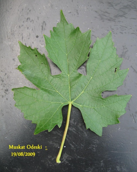 Plik:Muskat Odeski-L3.jpg