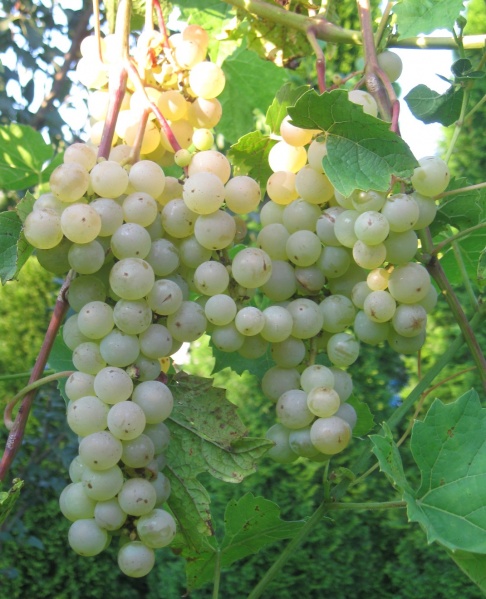 Plik:17082018 Aurore.jpg