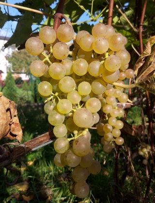 Saphira - grona 12/10/2022; foto:Kyniek