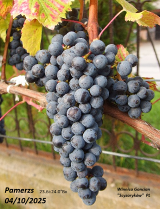 Pamerzs - grono 04/10/2025