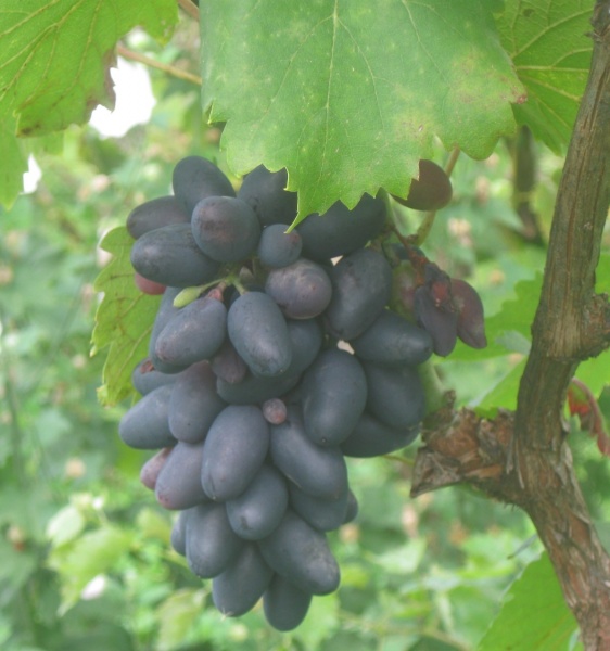 Plik:01092023 Dakona.JPG