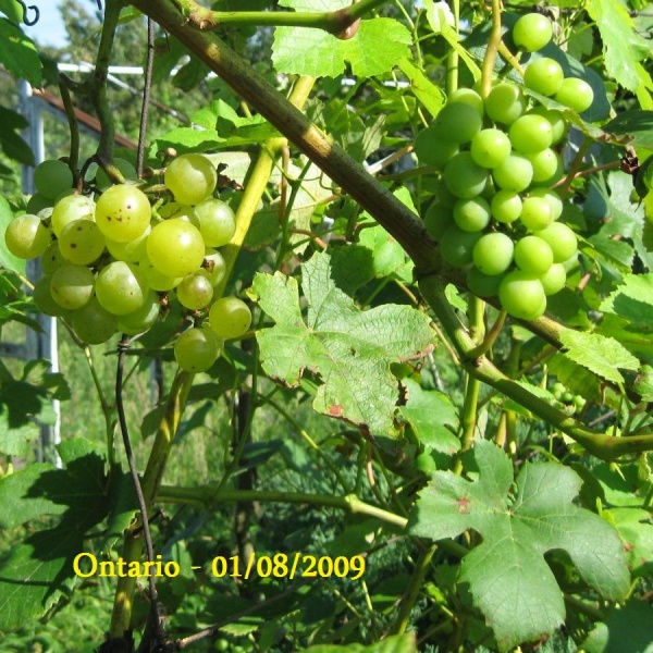 Plik:Ontario-gr3.jpg
