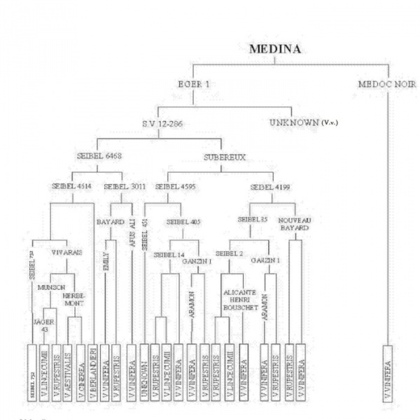 Plik:Medina-drz.jpg