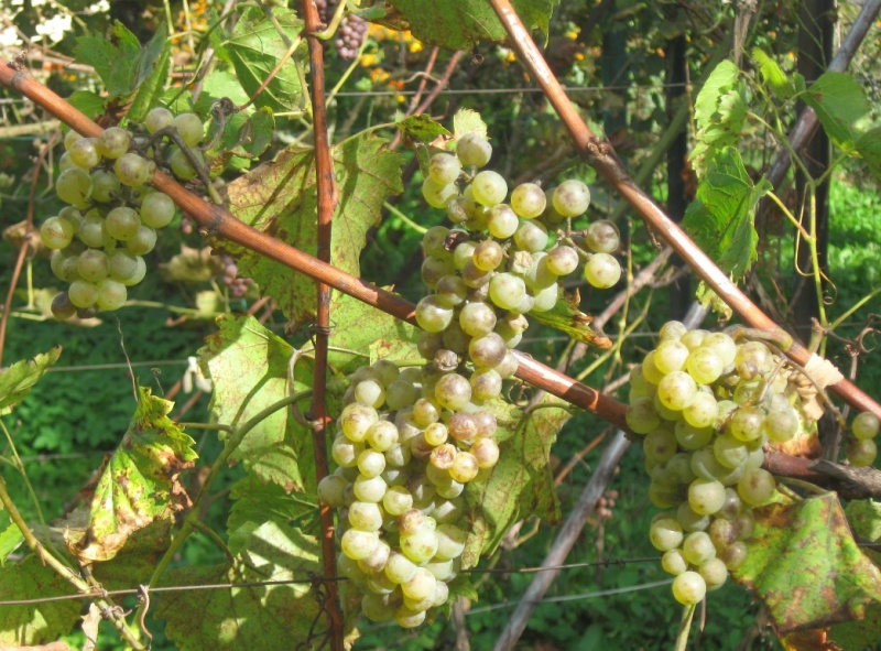 Plik:29092018 Chardonnay.jpg