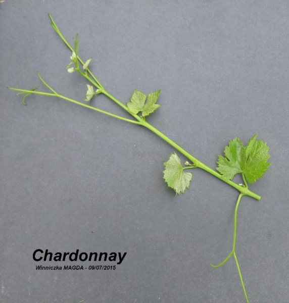 Plik:Chardonnay-k3.JPG