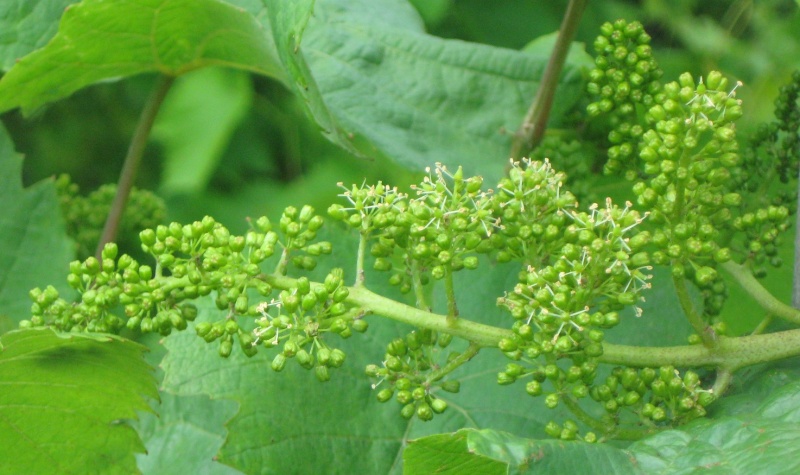 Plik:Roesler 22062022.JPG