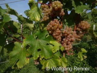 krzew Sauvignac 2020 - Austria