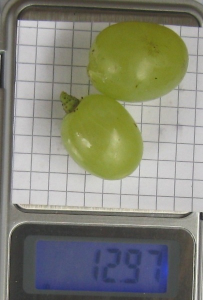 Plik:25082018 Arkadia-j.JPG