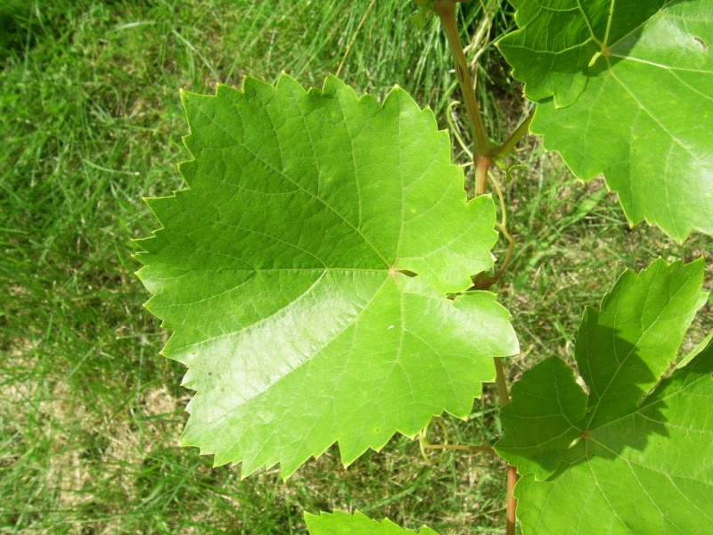 Plik:Kazaczka-L3.jpg