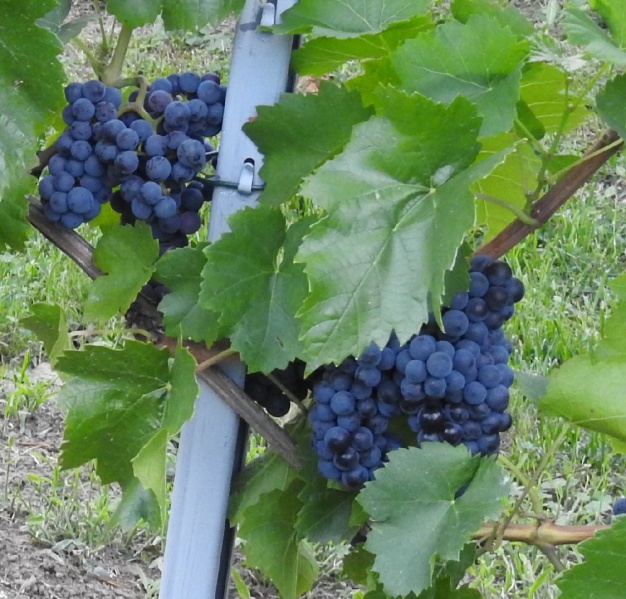 Plik:02082018 DG.jpg