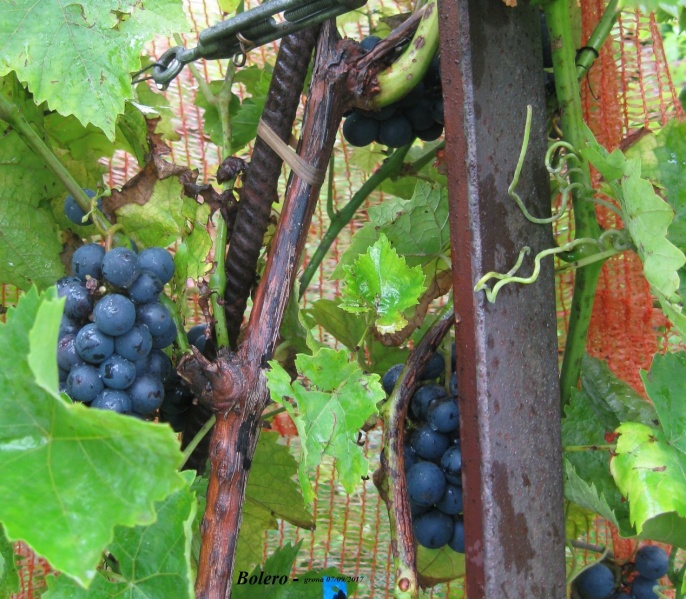 Plik:07092017 Bolero-grona.jpg