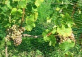 Miniatura wersji z 21:07, 14 wrz 2011