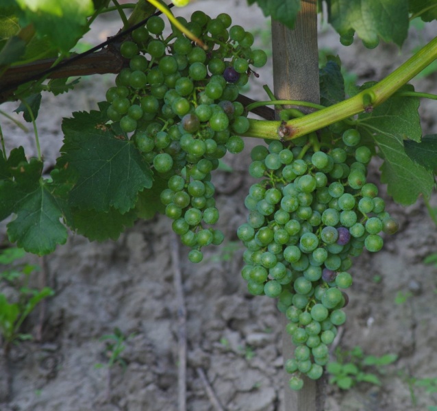 Plik:Merlot-przebarw.jpg