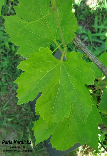 Plik:Perła Karpicka - liście.JPG