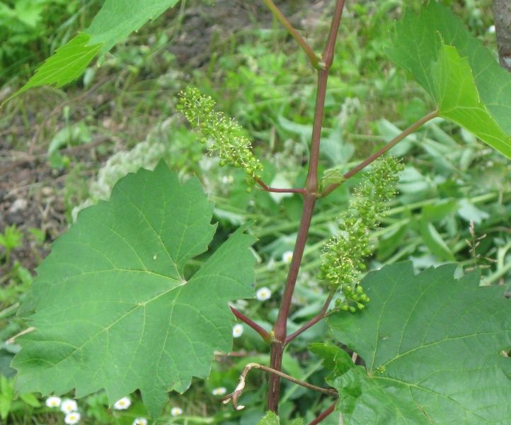 Plik:M.Joffre kw 17062022.JPG