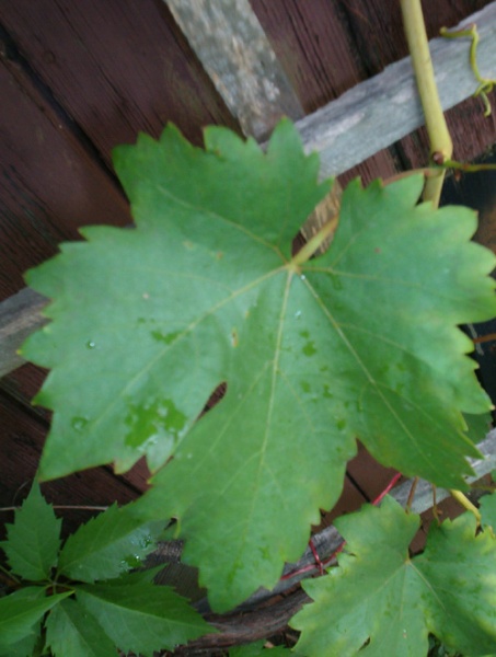 Plik:105 Arkadia ARKADIA - lisc J.Czapski.jpg