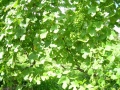 Miniatura wersji z 08:44, 13 mar 2016
