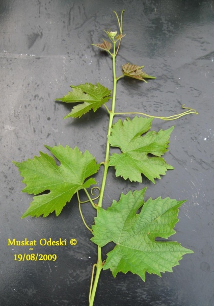 Plik:Muskat Odeski-k3.jpg