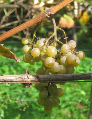 Traminette - grono 29/09/2018; foto:ZbyszekB