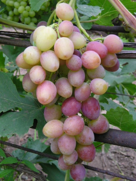 Plik:308 Wostorg Czerwony Wostorg Krasnyj 1 Bogdan Pawlij - Lwow.jpg