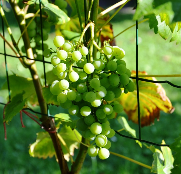 Plik:Aletta grono1.JPG