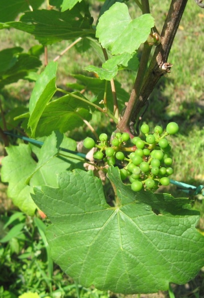 Plik:Chardonnay-grosz.jpg