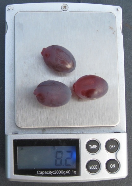 Plik:KZ-j-m8,2g.jpg