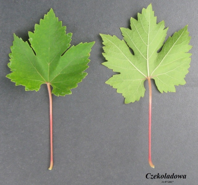 Plik:11072017 Czekol-L.JPG