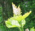 Miniatura wersji z 20:45, 25 maj 2020