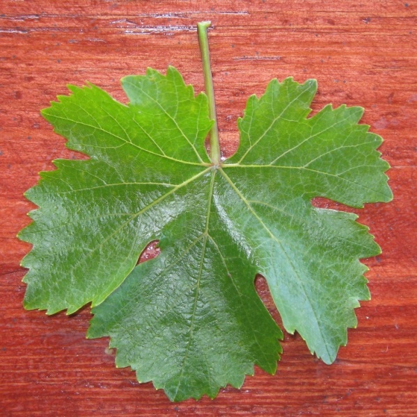 Plik:Dunaj-L2.jpg