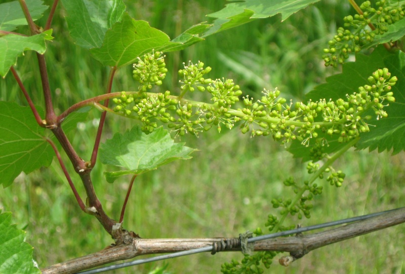 Plik:Marq 16062022.JPG