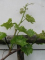 Miniatura wersji z 22:33, 19 maj 2012
