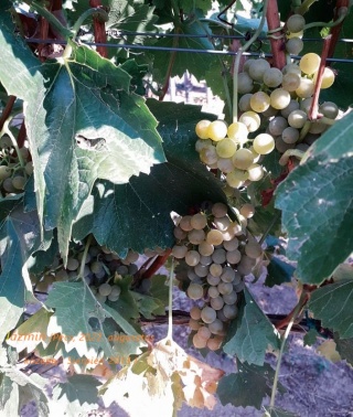 Jazmin - kjrzew sierpień 2013