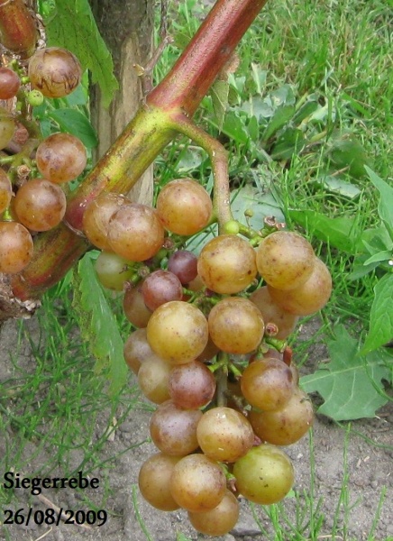 Plik:Sieger-gr3.jpg
