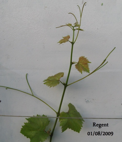 Plik:Regent-k.jpg