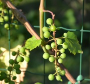 Osceola Muscat