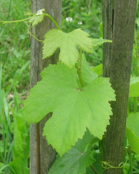 Plik:01082023 Pinot Regina.JPG