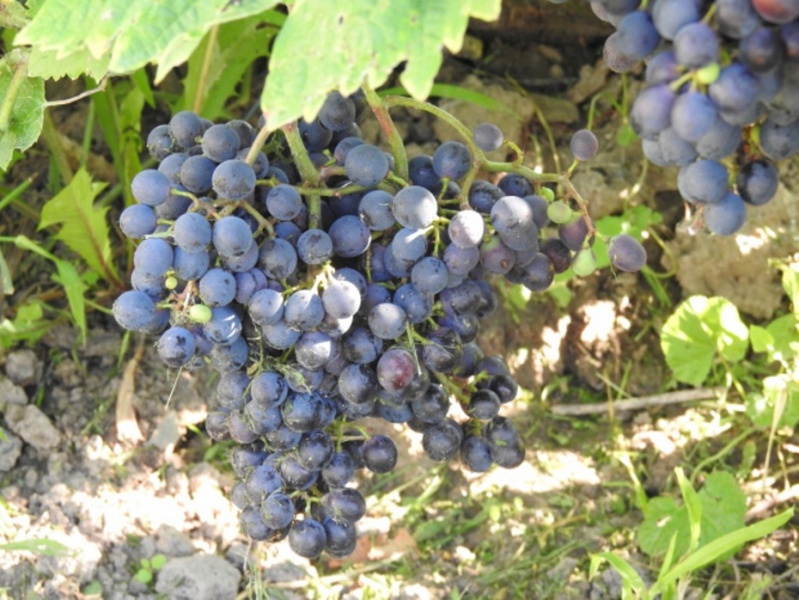 Plik:15082023 Kantor.jpg