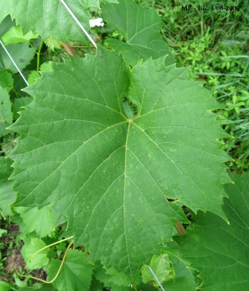 Plik:MF-L1.jpg