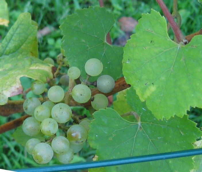 Plik:Chardonnay-gr2.jpg