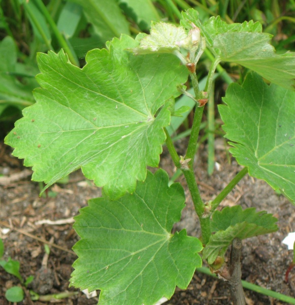 Plik:Souvignier gris 12062022.JPG