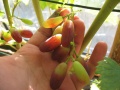 Miniatura wersji z 08:38, 13 maj 2012