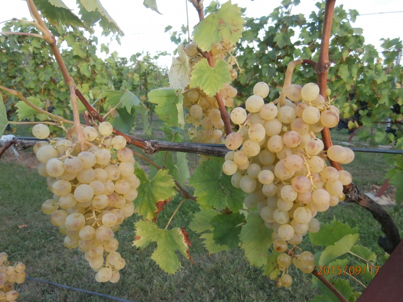 Plik:P9170036.JPG