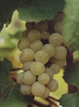 Chardonnay -grono, Foto: Jacek Lewko