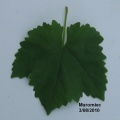 Miniatura wersji z 17:02, 22 sie 2010